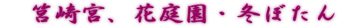  筥崎宮、花庭園・冬ぼたん
